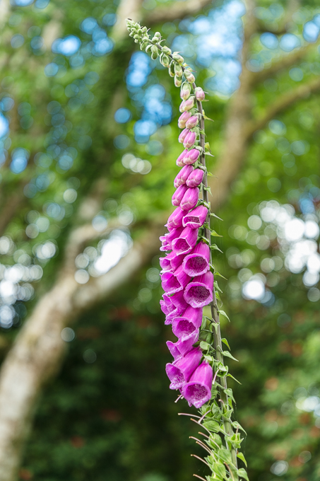 Waterford June 2018 (049)